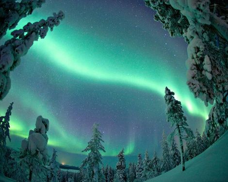 Forest Pine Hotel incl. Transfer & Husky & Nordlichter Tour