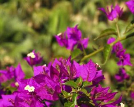 Gozo Village Holidays-1