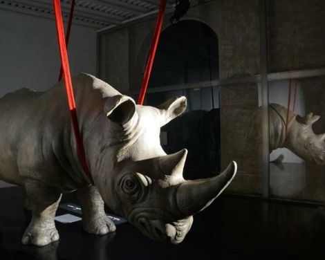 Rhinoceros by Fendi Rome