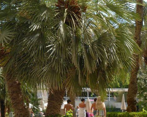 Protur Palmeras Playa Hotel