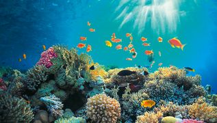 Unterwasserwelt von Marsa Alam, Ägypten – ein Paradies für Tauchfans