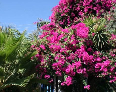 Oasis Hotel & Bungalows-1