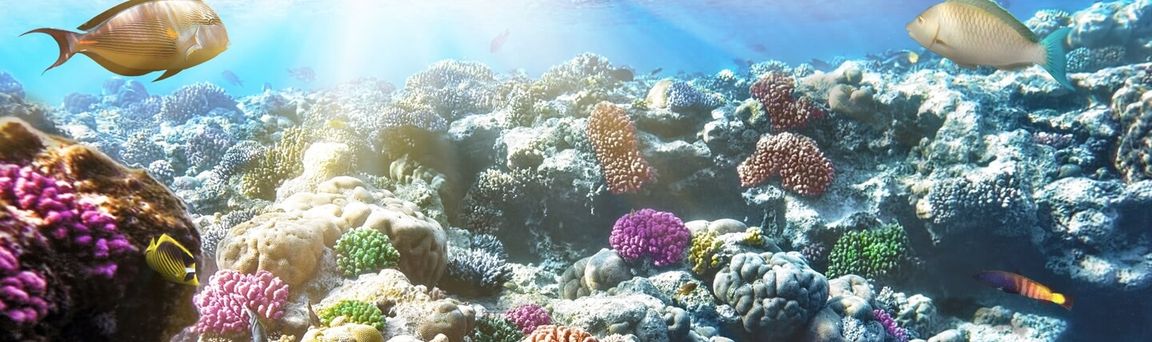 Frübucher Urlaubsangebote Sahl Hasheesh