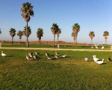 Life Apartments Costa Ballena-2