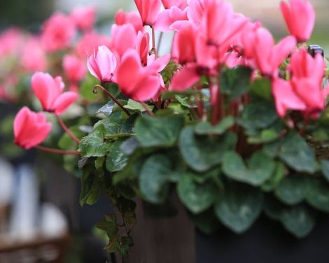 Chelsea Green Hotel, Sonder-2