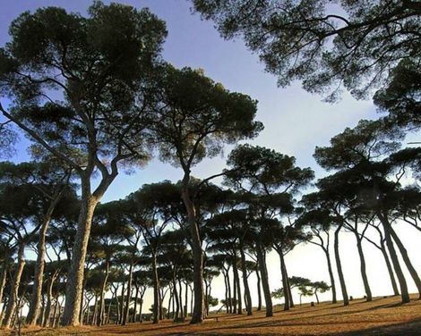 Pinewood