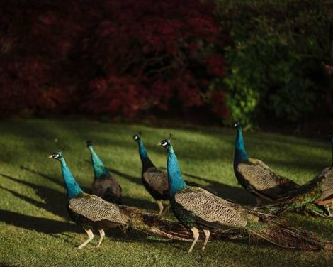 Prestonfield House