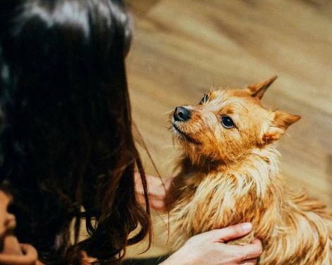 Petit Palace Tres