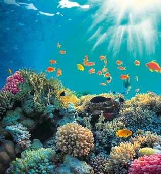 Unterwasserwelt von Marsa Alam, Ägypten – ein Paradies für Tauchfans