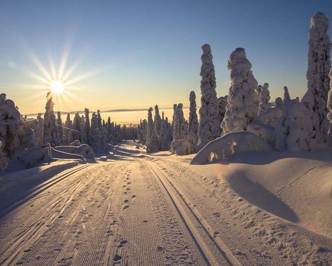 Scandic Rovaniemi City incl. Transfer & Husky & Nordlichter Tour