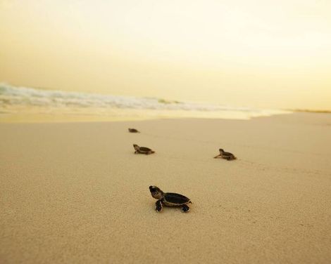 The St. Regis Saadiyat Island Resort-0