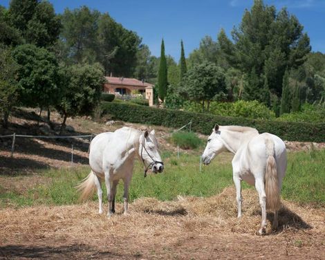 Son Sama Agroturismo inkl. Mietwagen-0